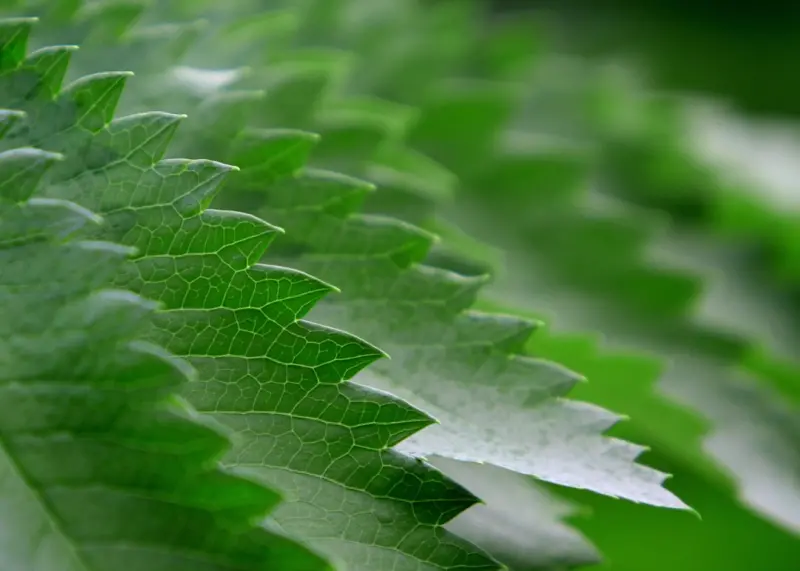 The Green Edge: How Sustainable Cloud Hosting Fuels SaaS Growth